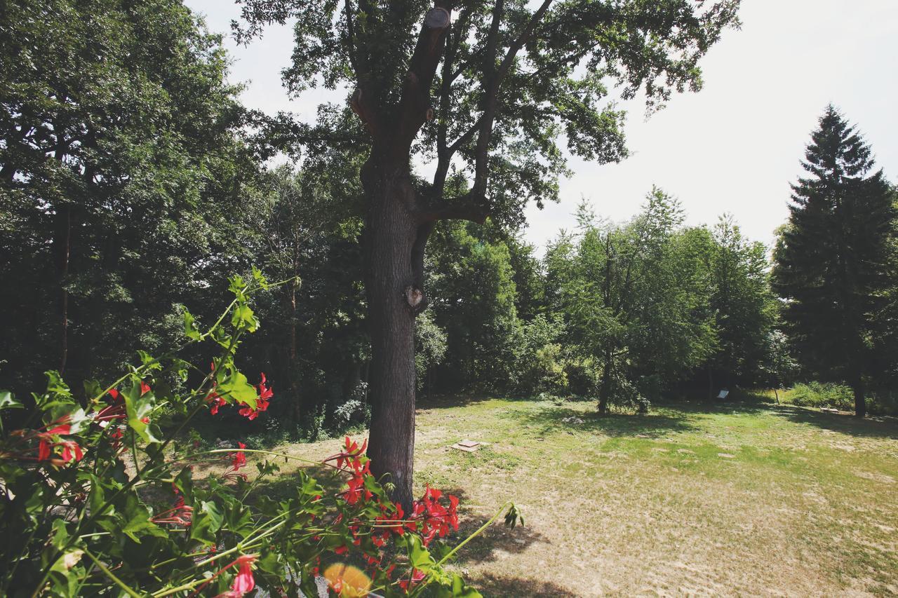 Hubertus Fogado Bed & Breakfast Csesznek Luaran gambar